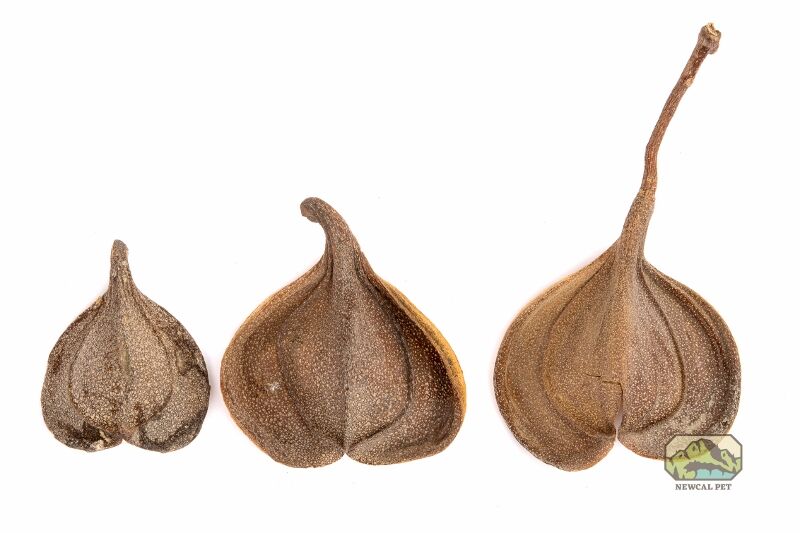 newcal elephants ears seed pods