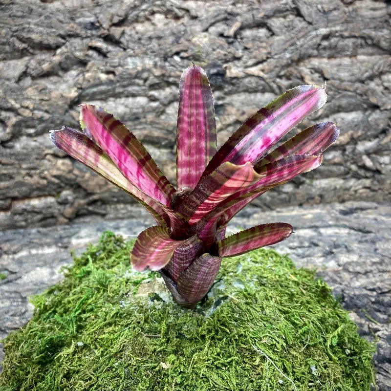 Mini Neoregelia Bromeliad – Hot Embers