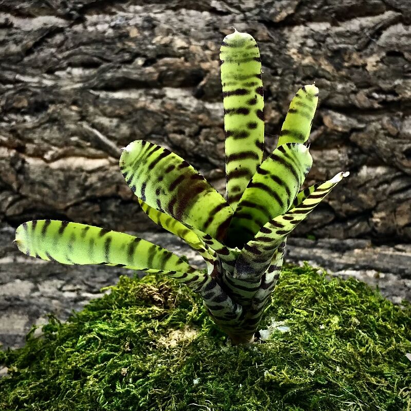 Mini Neoregelia Bromeliad - Ampulacea Banded