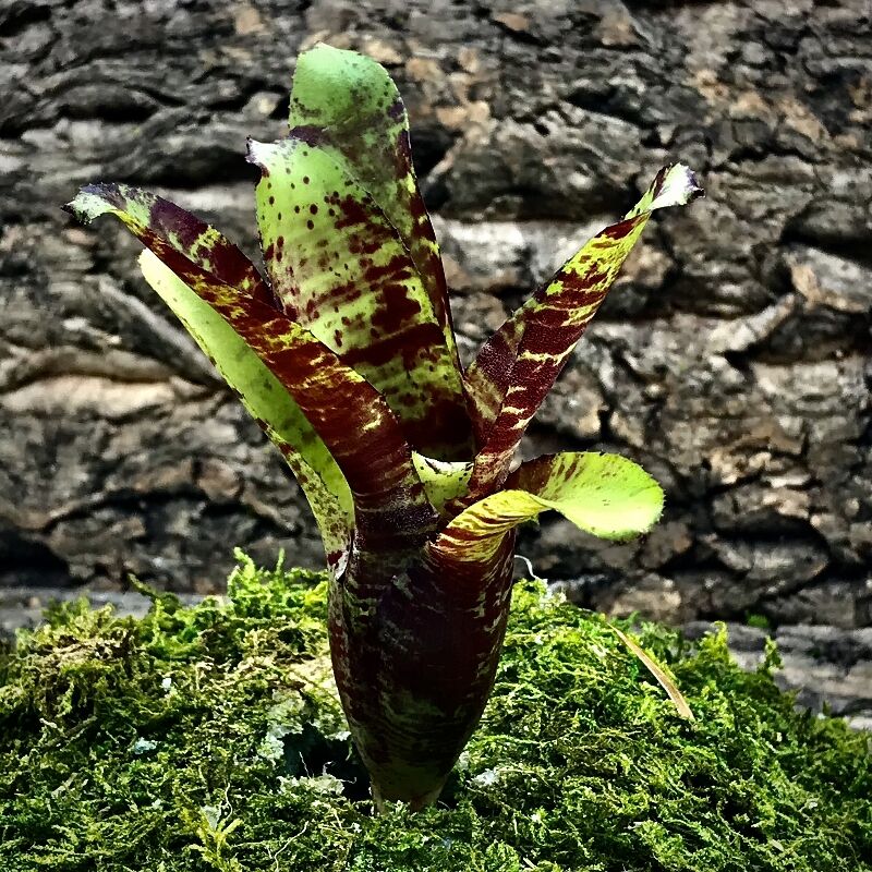 Nano Neoregelia Bromeliad - Brownie