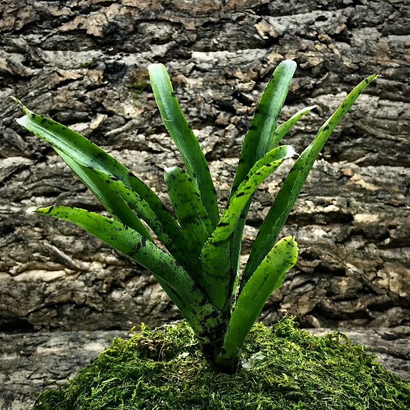 Mini Neoregelia Bromeliad - Graces Avalanche