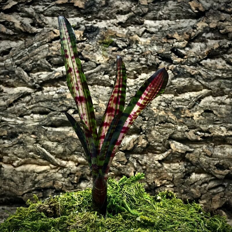 Mini Neoregelia Bromeliad - Hot Embers