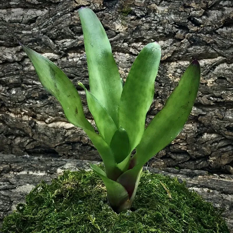Mini Neoregelia Bromeliad - June Night