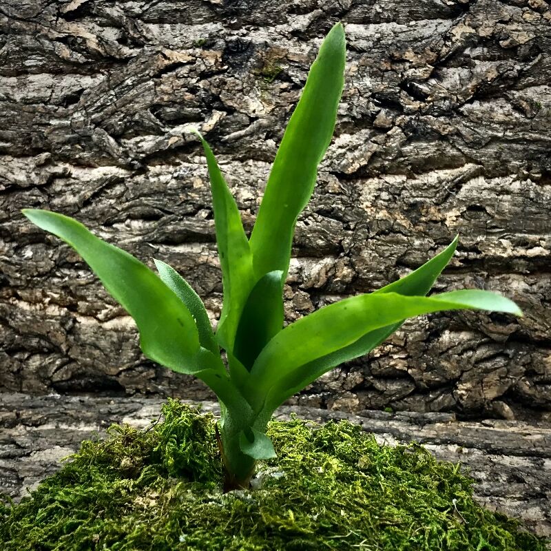 Mini Neoregelia Bromeliad - Outrigger
