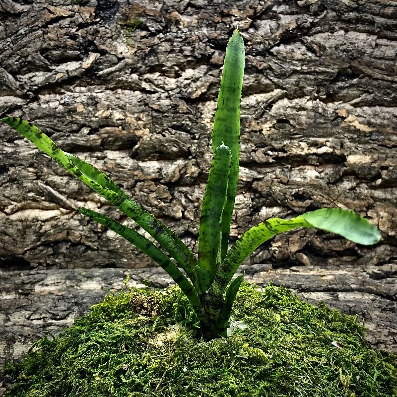 Mini Neoregelia Bromeliad - Tabby