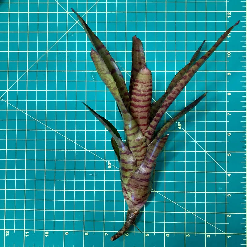 Neoregelia Bromeliad – Bam size