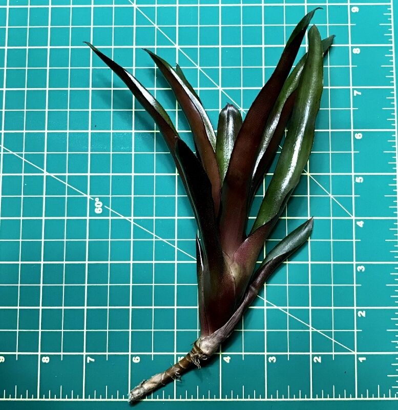 Mini Neoregelia Bromeliad - Red Bird - Image 3