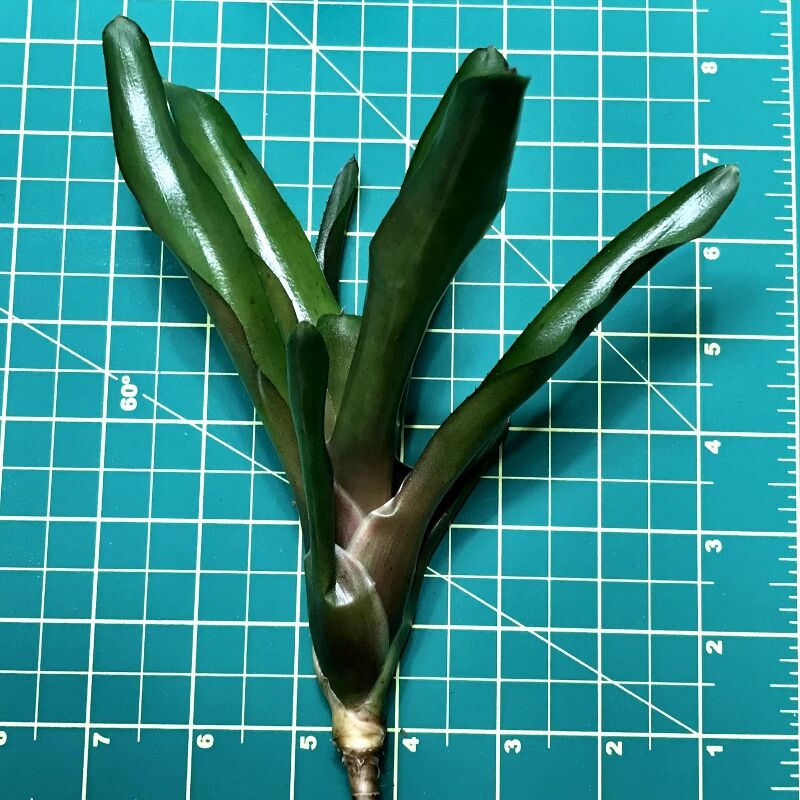 Mini Neoregelia Bromeliad - Sunball - Image 2