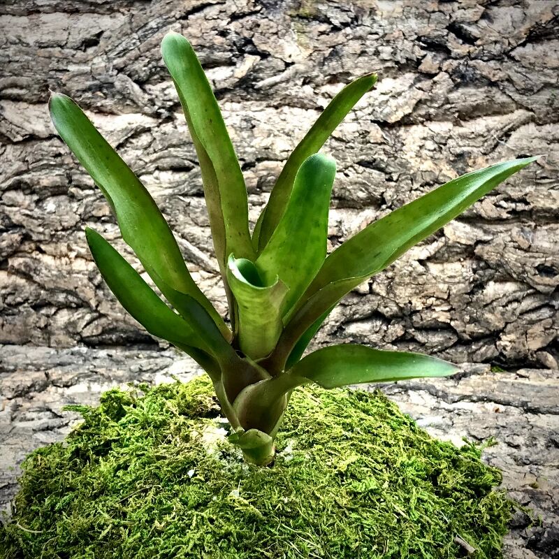 Mini Neoregelia Bromeliad - Sunball