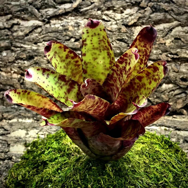 Neoregelia Bromeliad - Strawberry Hill