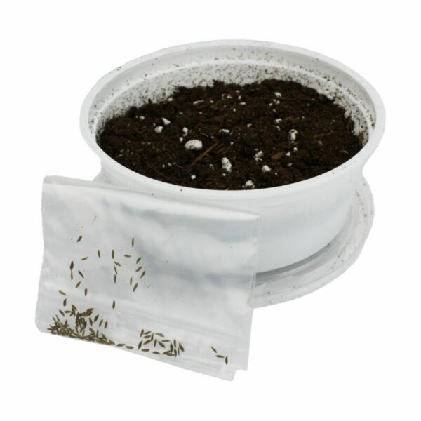 KOMODO DANDELION SEED KIT FOR BEARDED DRAGONS AND TORTOISES POT