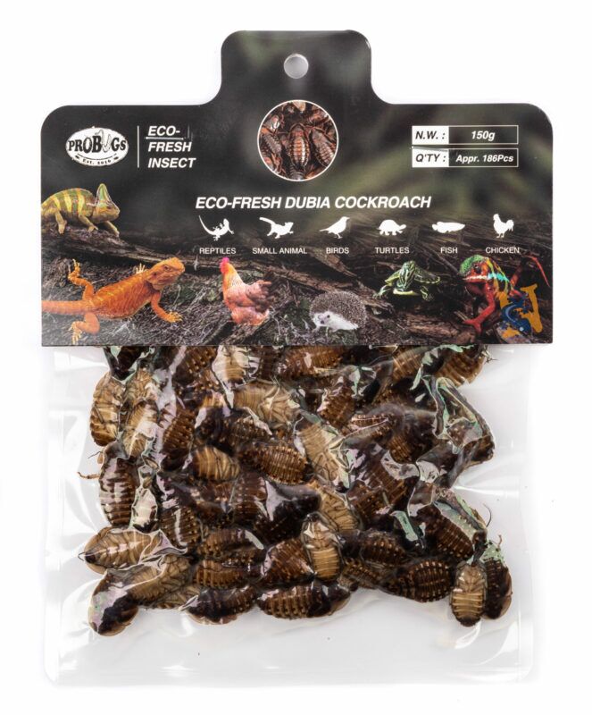 ProBugs Eco-Fresh Bulk Dubia Cockroach 150gm - Image 4