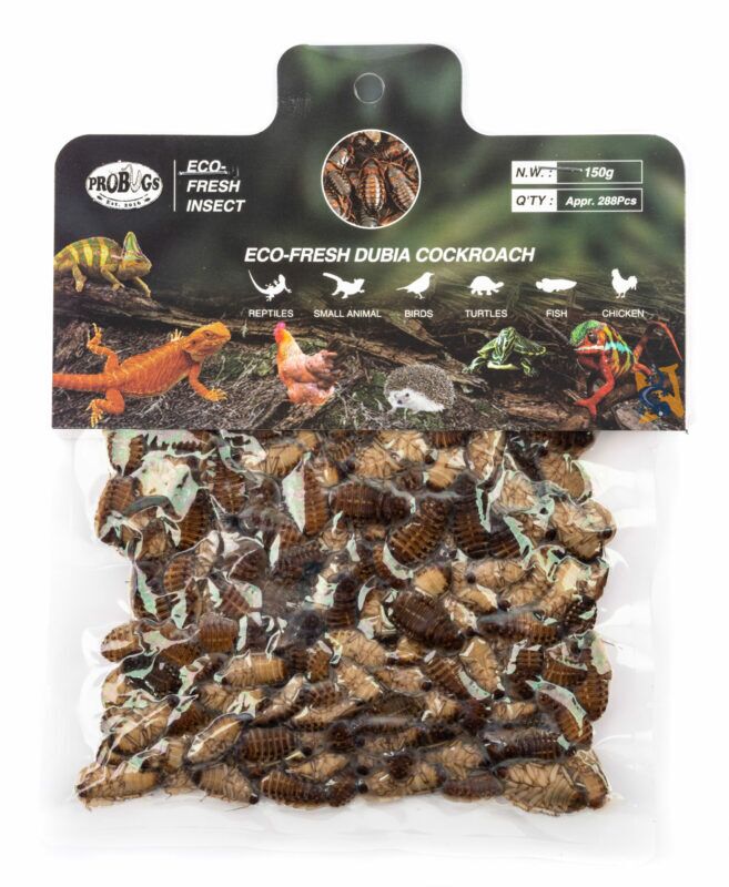 ProBugs Eco-Fresh Bulk Dubia Cockroach 150gm - Image 3