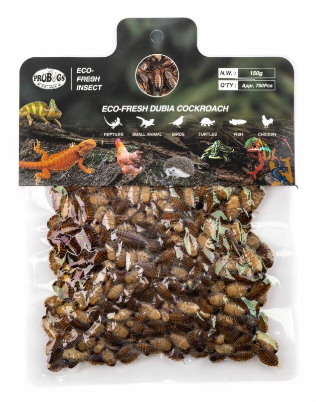 ProBugs Eco Fresh Dubia Cockroach 150gm small roaches