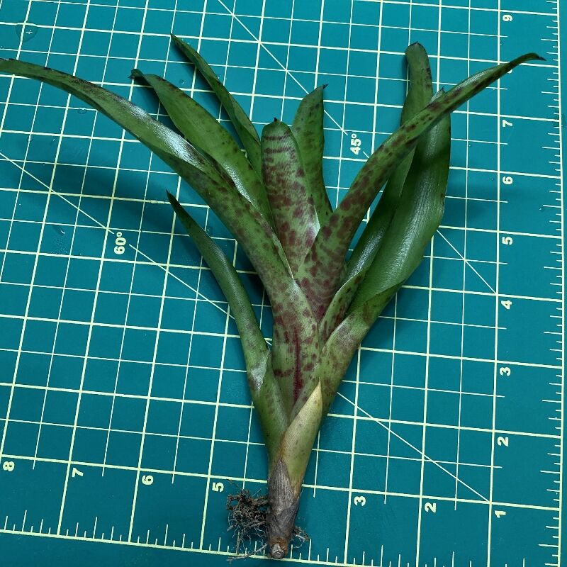 Mini Neoregelia Bromeliad - Big O size