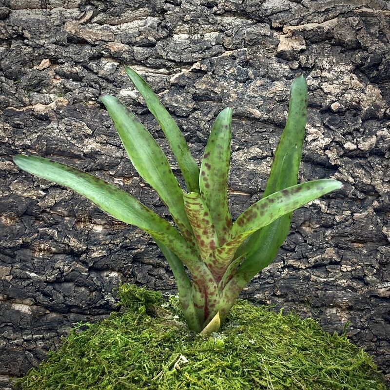 Mini Neoregelia Bromeliad - Big O