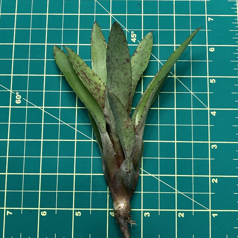 Mini Neoregelia Bromeliad - Cyanea size