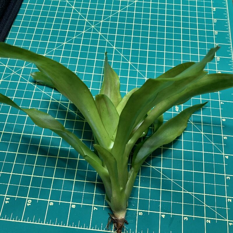 Mini Neoregelia Bromeliad - Subcompacta size