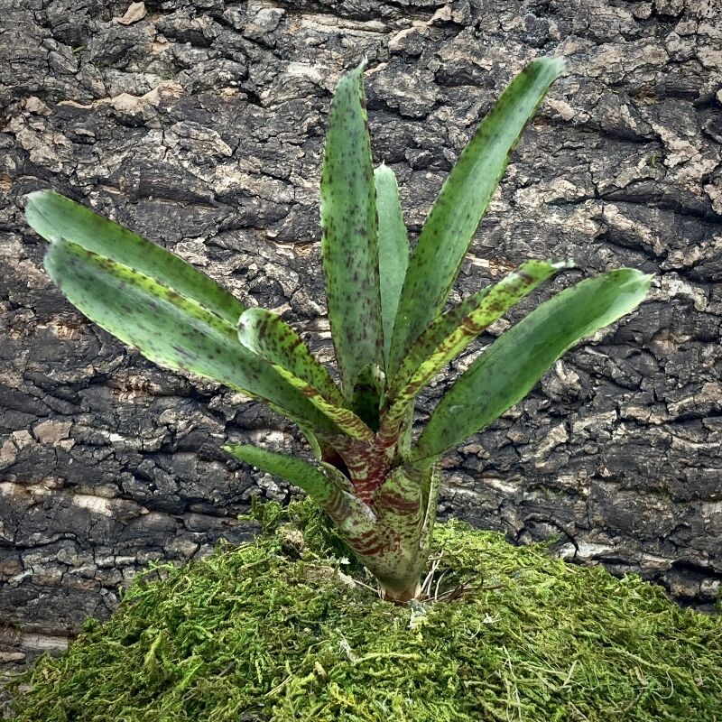 Mini Neoregelia Bromeliad - Tabby