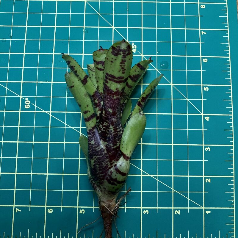 Mini Neoregelia Bromeliad - Tidbit size