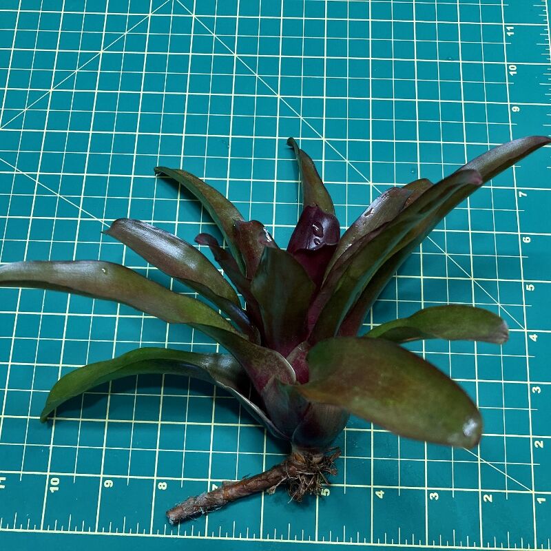 Mini Neoregelia Bromeliad - Zoe (No Variegation) size