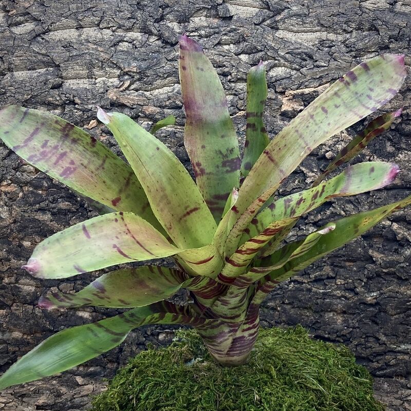Neoregelia Bromeliad - Blushing Tiger