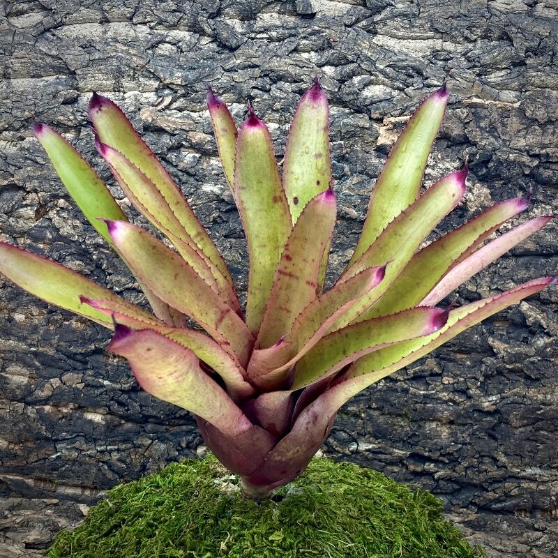 Neoregelia Bromeliad - Cyanea x Blushing Tiger