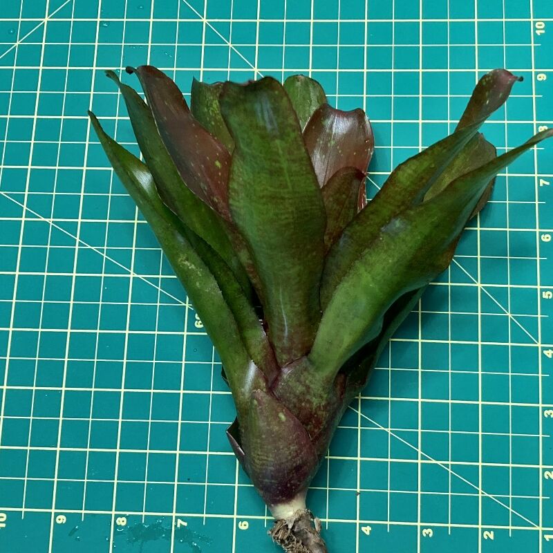 Neoregelia Bromeliad - Walking Tall x Fireball size