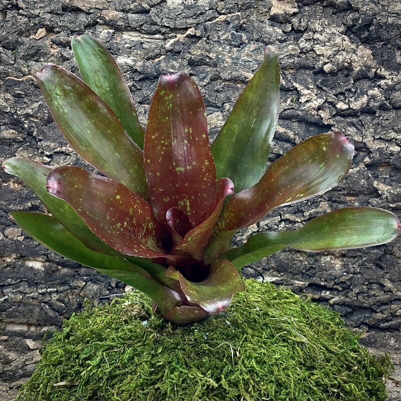 Neoregelia Bromeliad - Walking Tall x Fireball