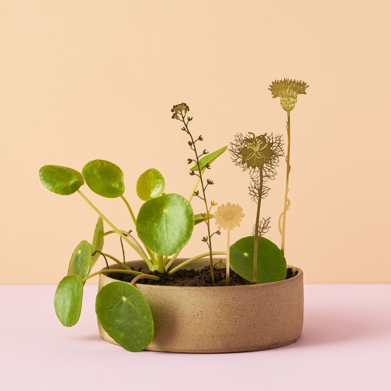 Brass Blooms Wildflowers