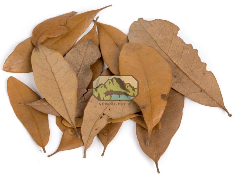 Live Oak Leaves