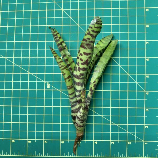 Mini Neoregelia Bromeliad - Ampullacea Banded size