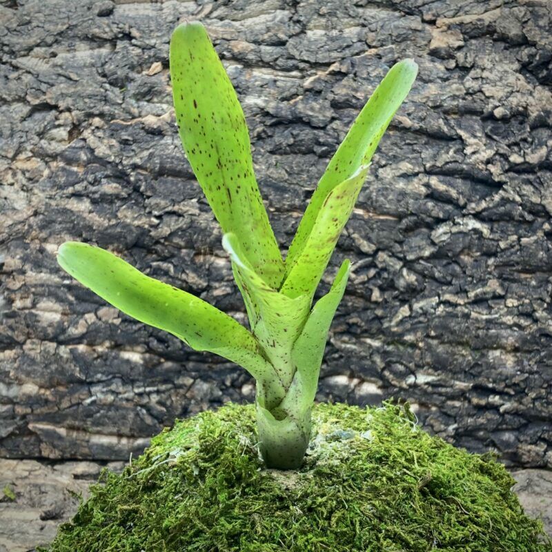 Mini Neoregelia Bromeliad - Candelabra