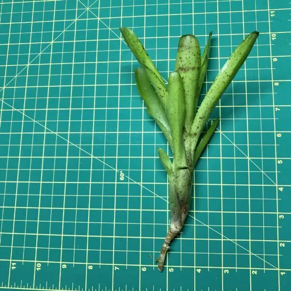 Mini Neoregelia Bromeliad - Candelabra size