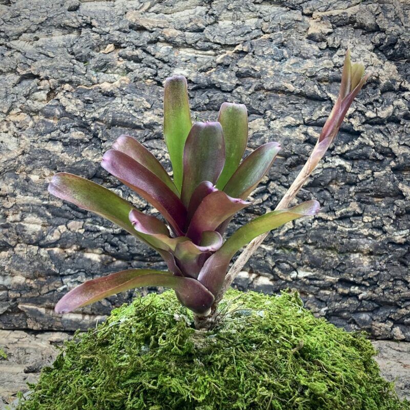 Nano Neoregelia Bromeliad - Chiquita Linda Fireball