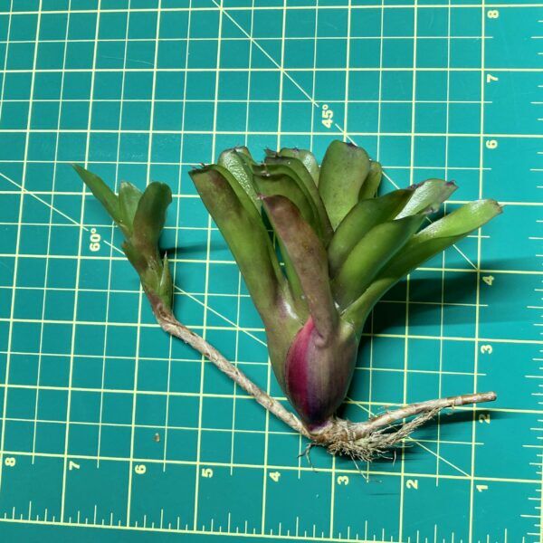 Mini Neoregelia Bromeliad - Chiquita Linda Fireball size