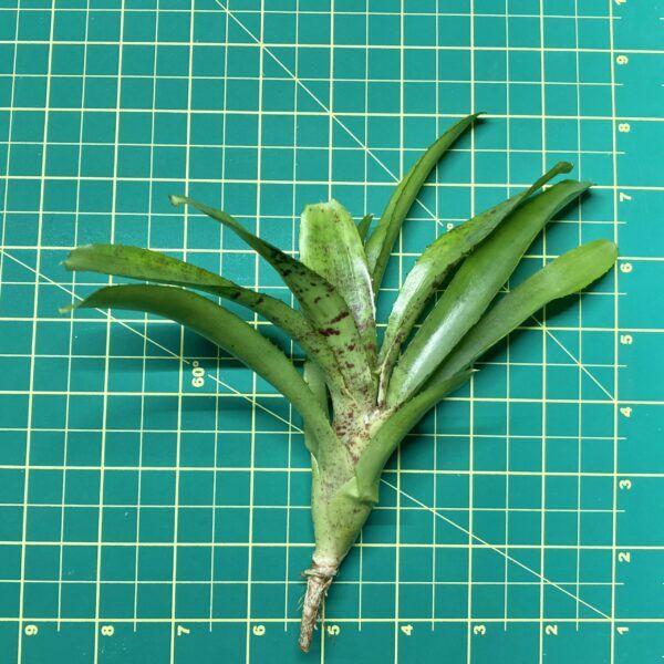 Mini Neoregelia Bromeliad - Couger size