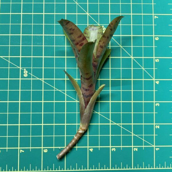 Mini Neoregelia Bromeliad - Dulce De Leche size