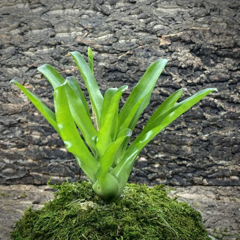 Mini Neoregelia Bromeliad - Green Ball