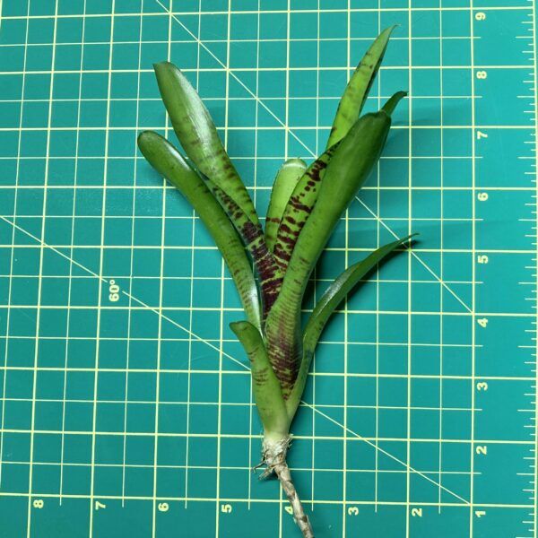 Mini Neoregelia Bromeliad - Hobbie Cat Size