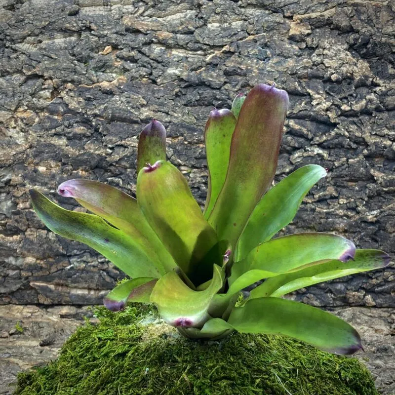 Mini Neoregelia Bromeliad - June Night