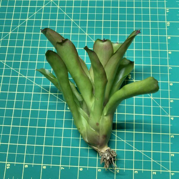 Mini Neoregelia Bromeliad - June Night size