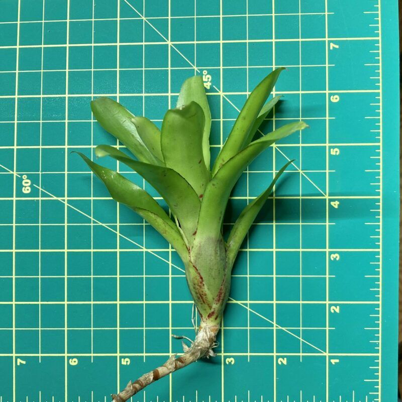 Mini Neoregelia Bromeliad - Outrigger size