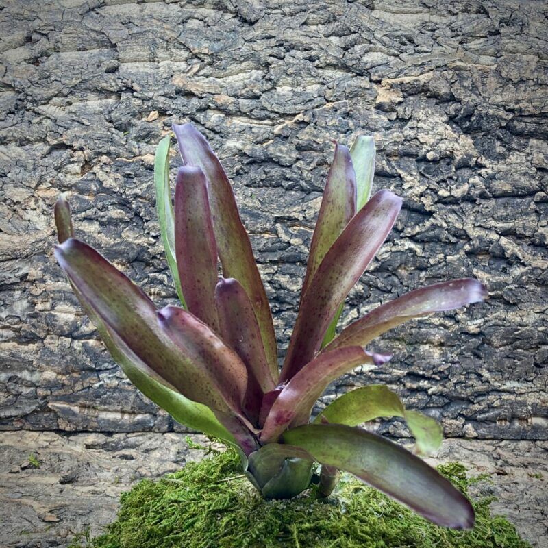 Mini Neoregelia Bromeliad - Pauciflora x Grenada (f2)