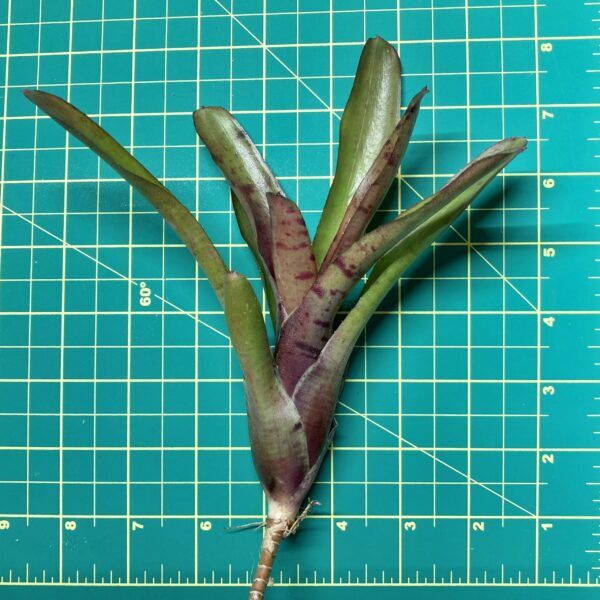 Mini Neoregelia Bromeliad - Rubrifolia size