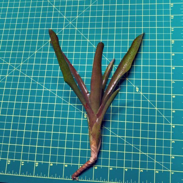 Mini Neoregelia Bromeliad - Straight and Narrow Size