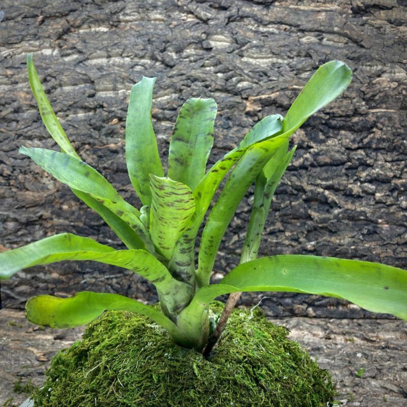 Mini Neoregelia Bromeliad - Tigrina