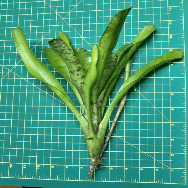 Mini Neoregelia Bromeliad - Tigrina size