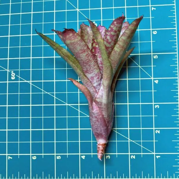 Mini Neoregelia Bromeliad - Wild Tiger size