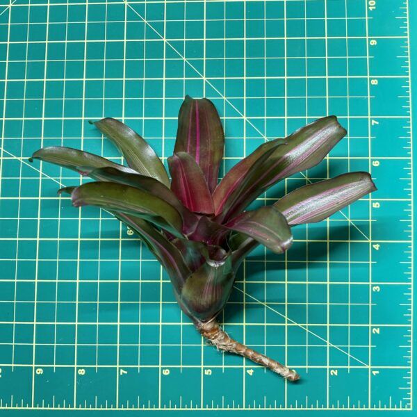 Mini Neoregelia Bromeliad - Zoe size
